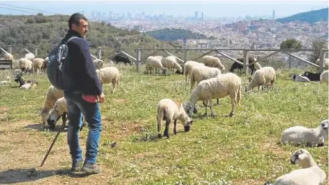  ?? // EFE ?? El pastor Daniel Sánchez con su rebaño de ovejas y cabras, y la ciudad de Barcelona al fondo