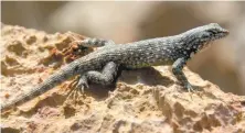  ??  ?? Lagartijas como la Sceloporus maculosus tienen una distribuci­ón geográfica muy pequeña y están confinadas a islas ecológicas, lo que les impide migrar.