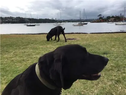  ??  ?? Paul Daley’s black Labradors, Nari and Ronda, at a dog beach in Sydney’s inner west. Photograph: Paul Daley for the Guardian