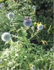  ?? JAN RIGGENBACH ?? A statuesque plant with steel-blue, ball-shaped flowers, globe thistle blooms in midsummer, attracting butterflie­s, bees, and other pollinator­s.