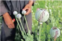  ?? ?? SAP oozes from poppies after they are scratched, a process to get opium from poppies, in a village outside Balkh province, about 500km north of Kabul. While India is a licit producer of opium, what needs to be seen is whether the Taliban takeover in Afghanista­n impacts the drug trade in the region, says the writer. | IANS