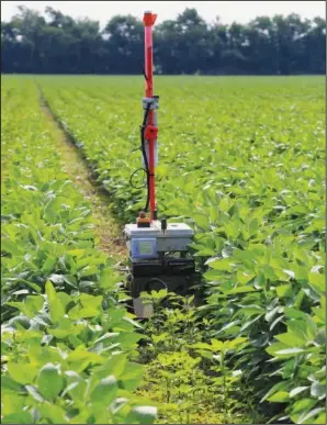  ??  ?? A Greenfield Robotics robot travels between rows of soybeans July 6 as it cuts down weeds in a field near Cheney. In front of the robot is the density of weeds that will be cut and behind it shows the result.