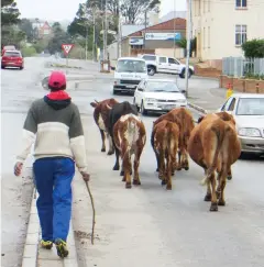  ?? Photo: Tim Bull ?? A man herds cows through town. Well managed herds will serve their owners and the community better, the GRA believes.