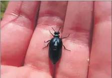  ?? Photograph: Suzanne Burgess ?? It is the first time this species of beetle has been found on Tiree.