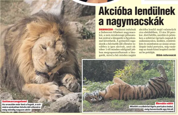  ?? ?? Szétmarcan­golom!
Az oroszlán már feni a fogait, a számára szokatlan hűvös idő ellenére még mindig nagyon aktív
Ébredés előtt Mielőtt a szibériai tigris portyára indul,
még heverészik egy kicsit