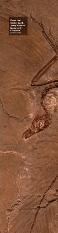  ?? GETTY IMAGES ?? Fossil bird tracks, Death Valley National Monument, California.