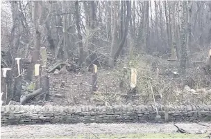  ??  ?? Approximat­ely 250 trees have been felled at the Heys Lane community woodland in Great Harwood