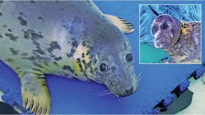  ?? ?? Some of the seals being cared for at Tynemouth Seal Hospital