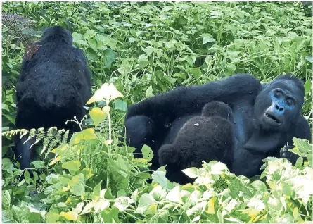  ?? — Photos: WOnG CHun WaI/the Star ?? the Bwindi Impenetrab­le national Park, uganda is a haven for the endangered mountain gorilla.