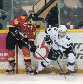  ?? KAYLE NEIS ?? Calgary Dinos forward Matt Alfaro challenges University of Saskatchew­an Huskies forward Cole Bauml for the puck during their game at Rutherford Rink on Thursday.