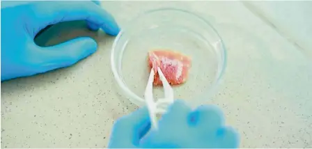  ??  ?? A scientist inspects a cultured meat sample in the lab. — TNS