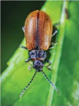  ??  ?? June beetles are a delicacy in Nueva Ecija.