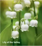  ??  ?? Lily of the Valley.