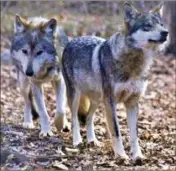  ?? (Photo d’illustrati­on AFP) ?? Sans être catégoriqu­e, l’expert a écarté la piste d’une attaque de loup.