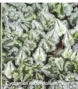  ??  ?? Cyclamen hederifoli­um.