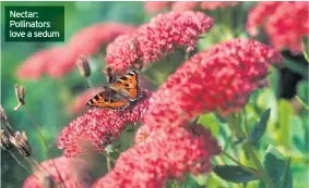  ??  ?? Nectar: Pollinator­s love a sedum