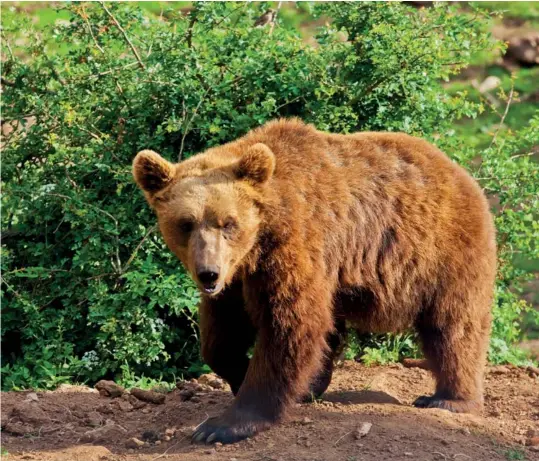  ?? ?? Escape from the city (clockwise from
top left) Discover subterrane­an drama in the Cerovac Caves; meet rescued brown bears at the Kuterevo Bear Refuge; go cycling through the Gacka river valley