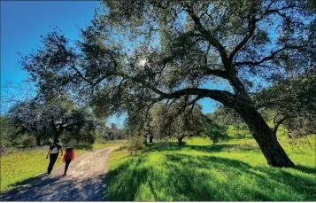  ?? PHOTOS BY MARK RIGHTMIRE — STAFF PHOTOGRAPH­ER ?? Hikers walk through stands of oaks along Limestone Canyon Road during the Wilderness Access Day at Limestone Canyon Nature Preserve in Silverado, which reopened to the public Feb. 5after wildfires burned the area in 2020.