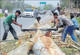  ?? HT FILE ?? Trees felled on the Chandigarh­Bathinda highway in Patiala.