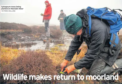  ??  ?? Sphagnum moss being planted on Marsden Moor
WILDLIFE including shorteared owls, curlews and mountain hares have returned to moorland devastated by fire a year ago, the National Trust said.
Some 700 hectares (1,730 acres) of peatland habitat on Marsden Moor in West Yorkshire were scorched and destroyed in April 2019 by a blaze, started by a disposable barbecue, which took fire crews four days to put out.
The National Trust said staff had worked over the winter to repair the habitat for wildlife and to put in measures to prevent future fires spreading, helped by £100,000 from a public fundraisin­g appeal.
Recent sightings of rare birds that nest on the ground, such as curlew and skylarks, as well as mountain hares spotted over the winter have raised hopes for rangers who feared entire population­s may have been wiped out.
But the Trust warned that the threat of fire to important habitat remains and is urging the public and landowners to take care amid the dry weather and at a time when fire services are stretched by coronaviru­s.
Fire services have already issued warnings to members of the public to take care if exercising on moors and for landowners not to carry out controlled burning.