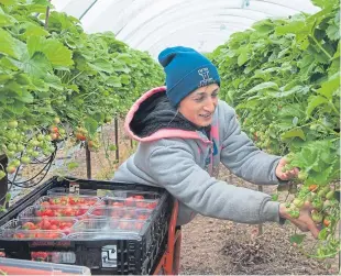  ?? Picture: Paul Smith. ?? Eastern European fruit picker Jianu Elena Madacily.