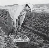  ?? Associated Press ?? Bracero Jose Navarro of Mexicali, Mexico, picks berries in Salinas, Calif. Reviving the Bracero program could help workers wanting to stay in the U.S. while providing needed help for U.S. employers.