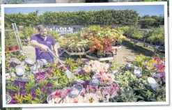  ??  ?? Garden centres are opening up and have even better plants on offer than usual – and no one is more pleased than Diarmuid