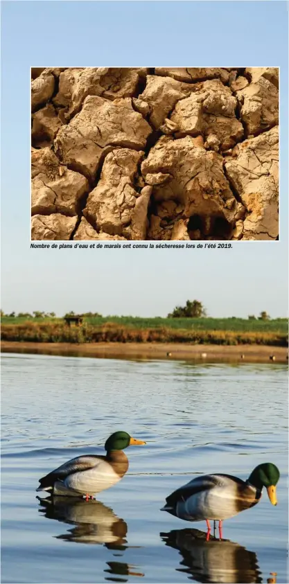  ??  ?? Nombre de plans d’eau et de marais ont connu la sécheresse lors de l’été 2019.