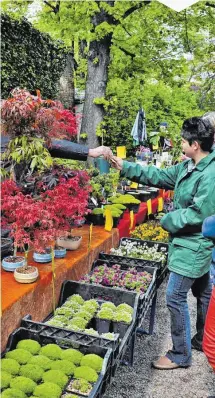  ??  ?? Kakteen. Wildblumen, Gemüsepfla­nzen, Rosen, Bei der Raritätenb­örse im Botanische­n Garten gibt es alles, aber in seltener Form.