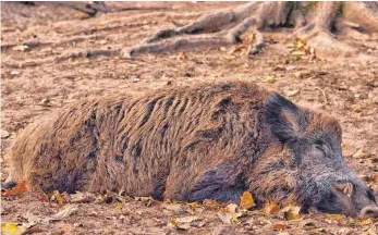  ?? SYMBOLFOTO: PIXABAY ?? Ein Wildschwei­n liegt tot auf dem Waldboden.