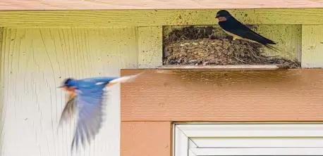  ?? Photos by Kathy Adams Clark / Contributo­r ?? Barn swallows are the bird version of brick masons. Both parents tend to the nest and return to the same nesting site every year.