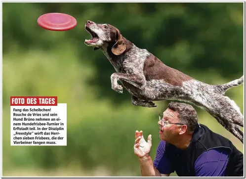  ??  ?? Fang das Scheibchen! Rouche de Vries und sein Hund Brüno nehmen an einem Hundefrisb­ee-Turnier in Erf stadt teil. In der Disziplin „Freestyle“wirf das Herrchen sieben Frisbees, die der Vierbeiner fangen muss.