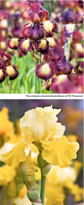  ??  ?? The curiously coloured plicata flowers of TB ‘Provencal’. With its bright yellow horizontal falls, ‘Lune et Soleil’ puts on a glowing display.