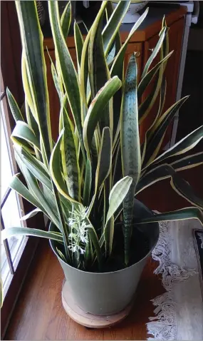  ?? Snake plant SUBMITTED PHOTO ??
