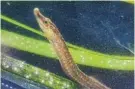  ?? Picture: LOUW CLAASENS ?? UNDER PRESSURE: The estuarine pipefish