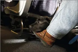  ?? JULIO CORTEZ — THE ASSOCIATED PRESS FILE ?? A service dog named Orlando rests on the foot of its trainer, John Reddan, while sitting inside a United Airlines plane April 1, 2017 at Newark Liberty Internatio­nal Airport during a training exercise in Newark, N.J.