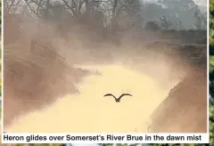  ??  ?? Heron glides over Somerset’s River Brue in the dawn mist