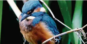  ??  ?? ●● The kingfisher can be spotted on low-hanging branches looking for fish in the water