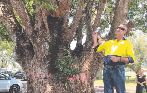  ?? Picture: DAVID ANTHONY ?? DANGEROUS: Arborist Chris Keatley pointed out that the bowls of each camphor laurel tree in Mary Street were showing signs of decay and that several limbs were hollow, making them a safety risk.