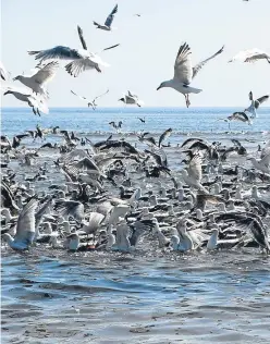  ?? Picture: Angus Whitson. ?? Quite a sight: the gulls’ feeding frenzy on the shoal of sprats.