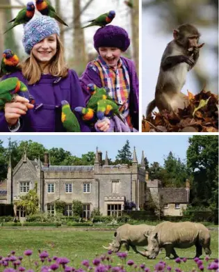  ??  ?? Pictured top left to Bottom Right: Children having fun with rainbow lorikeets, Longleat Safari Park; monkeys at Longleat Safari Park; Rhinos at Cotswold Wildlife Park; and a lion at Cotswold Wildlife Park