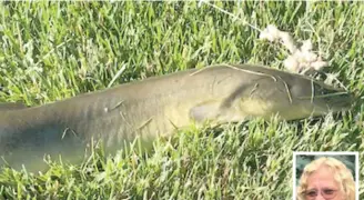  ?? FOR THE SUN- TIMES ?? Above, the eel caught June 13 by DeniseWess­man ( inset) from the Kankakee River between Momence and the Indiana state line. Below, the eel caught in October on the Chicago River by Richie Garcia.