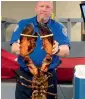  ?? AP ?? A TSA agent holds the live lobster weighing 9kg at Boston’s Logan Internatio­nal Airport. —