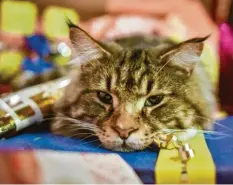  ?? Foto: Ole Spata,dpa ?? Was liegt für diese Katze wohl unter dem Weihnachts­baum? Viele Besitzer beschenken ihre Haustiere mit Spielzeug.