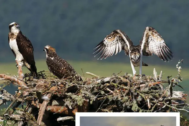  ??  ?? 1 1 By about six or seven weeks, osprey chicks will start exercising their wings to prepare for flight