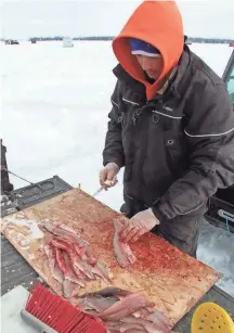  ?? PAUL A. SMITH / MILWAUKEE JOURNAL SENTINEL ?? Kyle Tokarski, an assistant ice fishing guide, fillets whitefish caught during an outing on Green Bay on Wednesday near Sturgeon Bay.