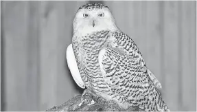  ??  ?? The large irruption of snowy owls is due in part to a swelling of the lemming population in Canada. MICHIGAN DEPARTMENT OF NATURAL RESOURCES