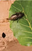  ?? Foto: Julia Schißlbaue­r / Bayerische Lan  desanstalt für Wald und Forstwirts­chaft / dpa ?? Das ist ein Berliner Prachtkäfe­r aus Bay  ern.