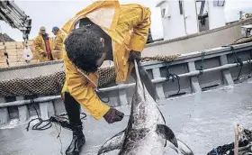  ?? ?? Un pescador abre un atún en la Almadraba de La Azohía (Murcia)