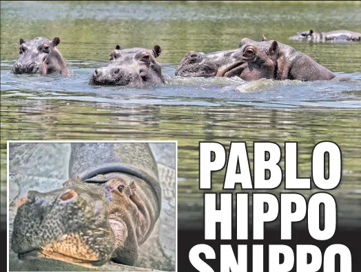  ??  ?? HEAVYBURDE­N: Descendant­s of Pablo Escobar’s (below) pet hippos (including Vanessa, inset) have run amok in the Colombian wild (top), forcing local veterinari­ans to perform the first-ever hippo castration­s.